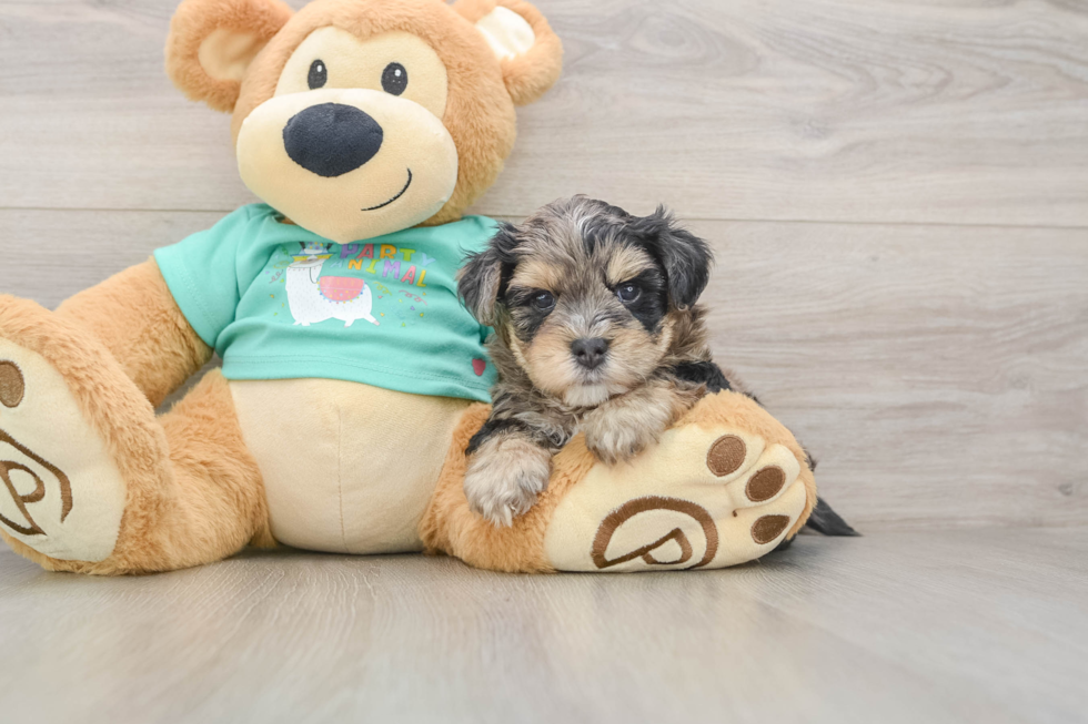 Cute Yorkie Poo Baby