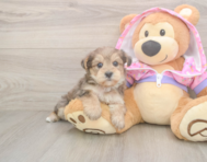 8 week old Yorkie Poo Puppy For Sale - Pilesgrove Pups