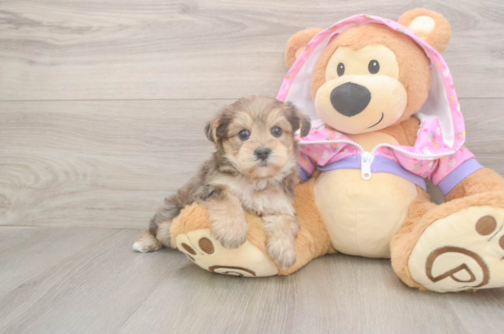 5 week old Yorkie Poo Puppy For Sale - Pilesgrove Pups