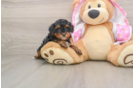 Best Yorkie Poo Baby