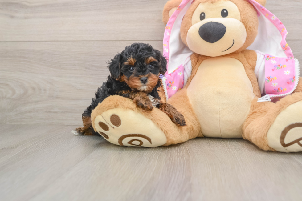 Best Yorkie Poo Baby