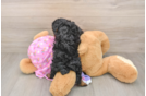 Best Yorkie Poo Baby