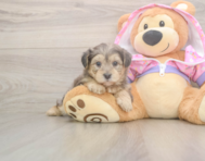 7 week old Yorkie Poo Puppy For Sale - Pilesgrove Pups