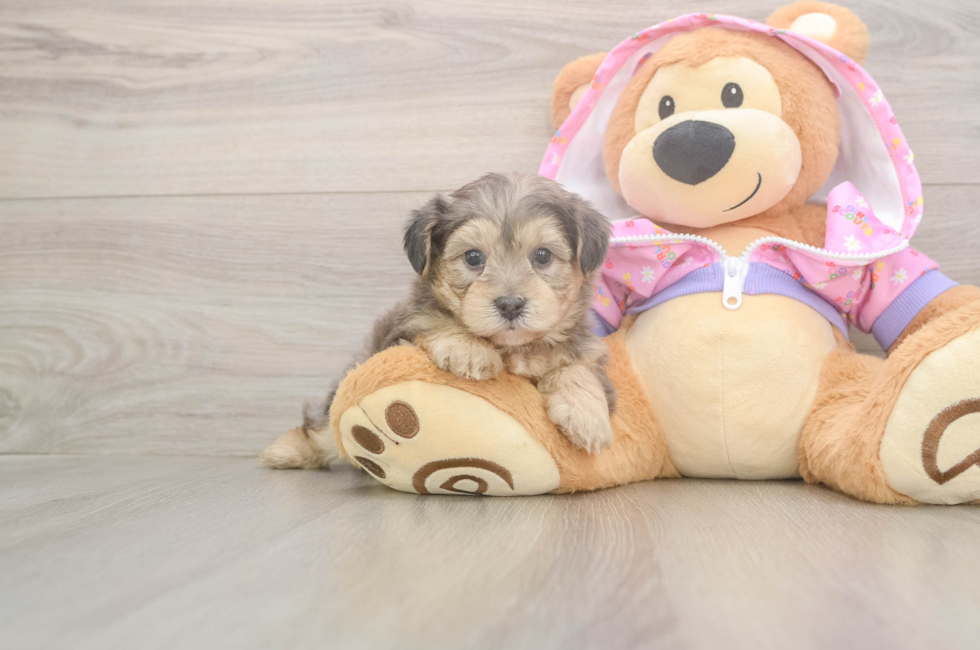 5 week old Yorkie Poo Puppy For Sale - Pilesgrove Pups