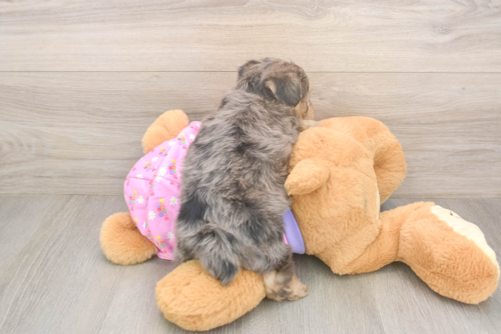 Hypoallergenic Yorkie Doodle Poodle Mix Puppy