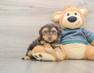 7 week old Yorkie Poo Puppy For Sale - Pilesgrove Pups