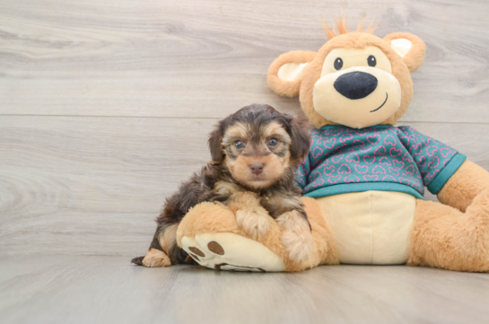Small Yorkie Poo Baby