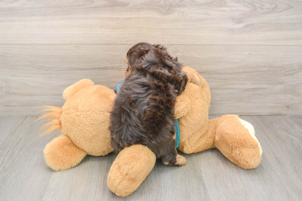 Happy Yorkie Poo Baby