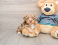 8 week old Yorkie Poo Puppy For Sale - Pilesgrove Pups