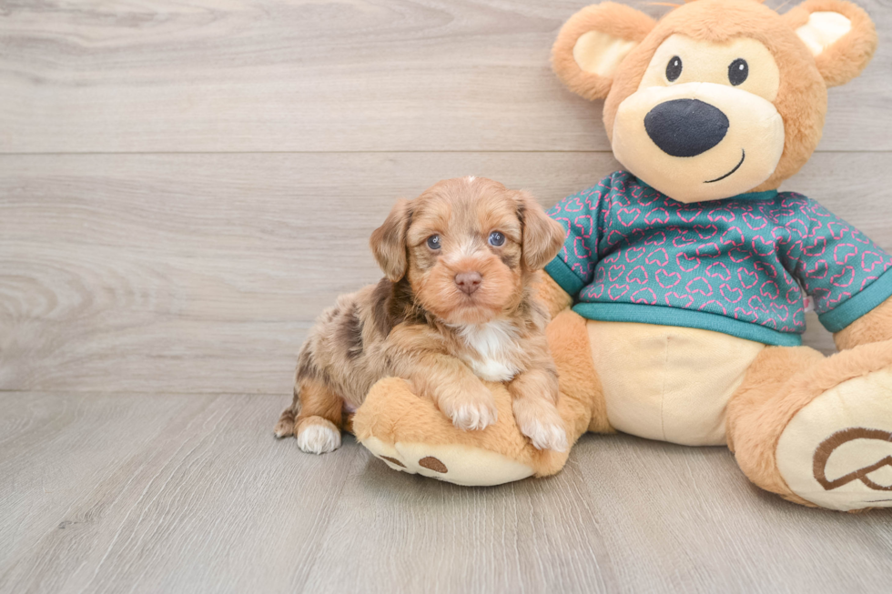 Happy Yorkie Poo Baby