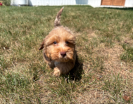 11 week old Yorkie Poo Puppy For Sale - Pilesgrove Pups