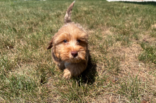 Cute Yorkie Poo Baby