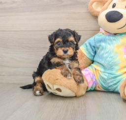 6 week old Yorkie Poo Puppy For Sale - Pilesgrove Pups