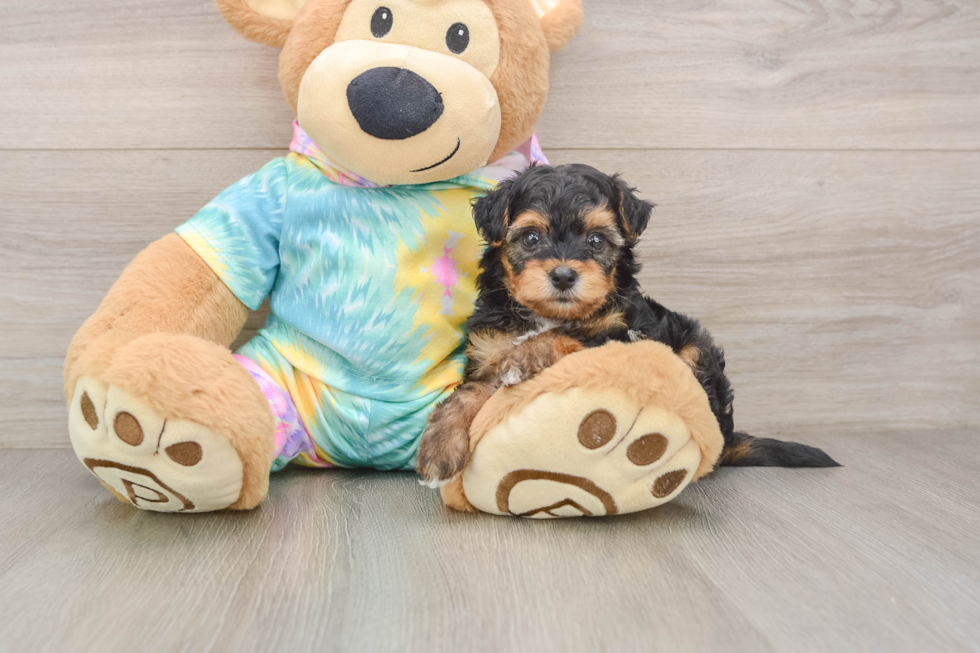 Funny Yorkie Poo Poodle Mix Pup