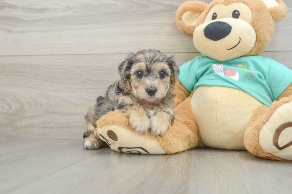 5 week old Yorkie Poo Puppy For Sale - Pilesgrove Pups