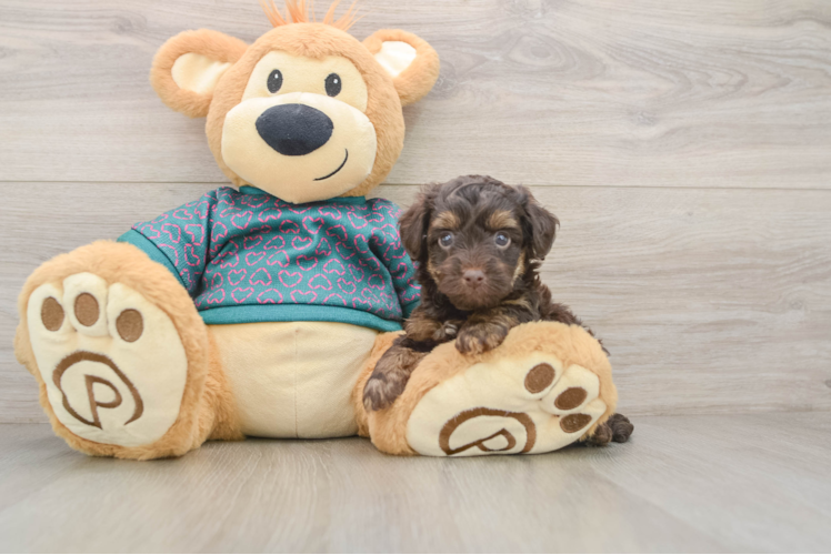 Playful Yo Yo Poo Poodle Mix Puppy