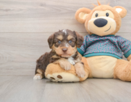 8 week old Yorkie Poo Puppy For Sale - Pilesgrove Pups