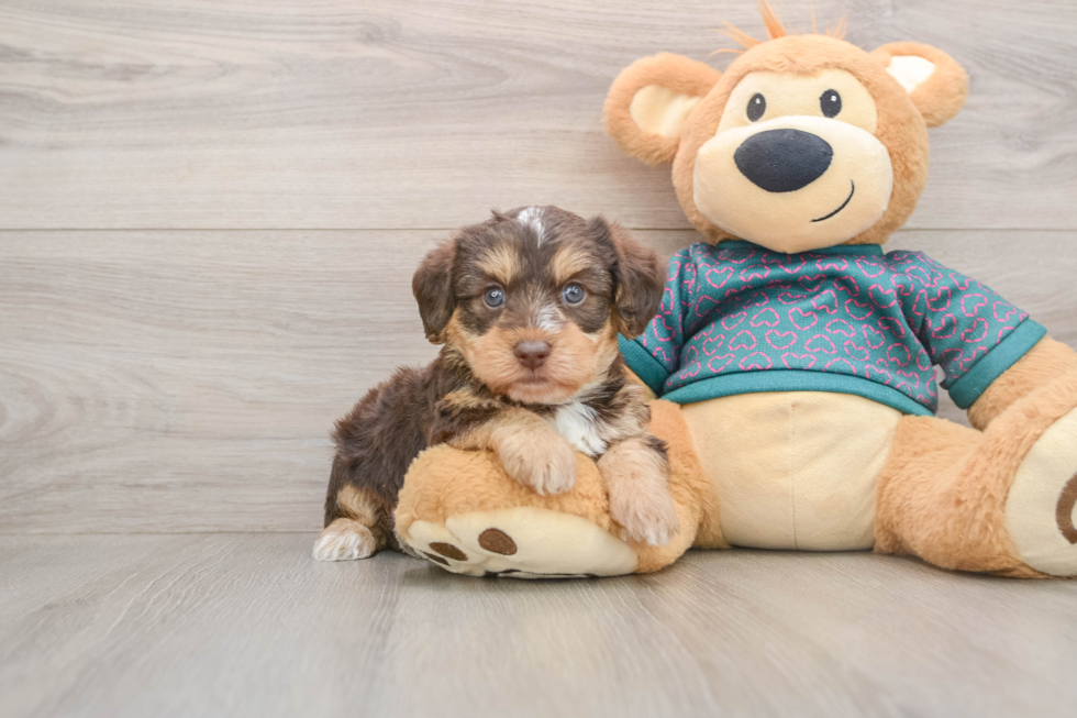 Fluffy Yorkie Poo Poodle Mix Pup