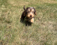 11 week old Yorkie Poo Puppy For Sale - Pilesgrove Pups