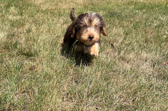 Cute Yorkie Poo Baby