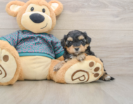 8 week old Yorkie Poo Puppy For Sale - Pilesgrove Pups