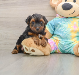 6 week old Yorkie Poo Puppy For Sale - Pilesgrove Pups