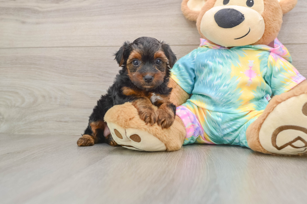 Yorkie Poo Puppy for Adoption