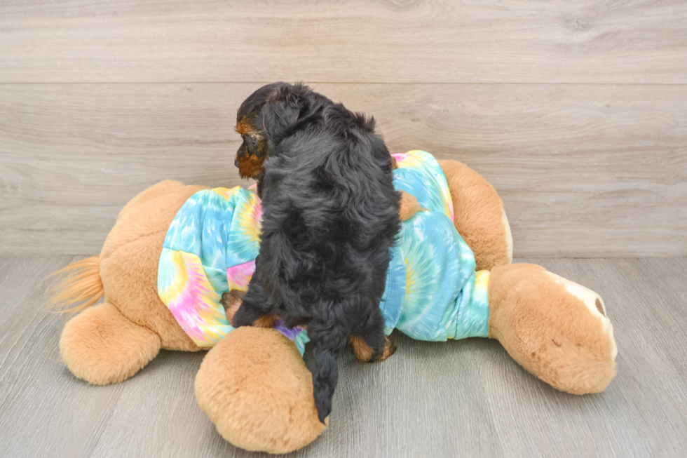 Playful Yo Yo Poo Poodle Mix Puppy