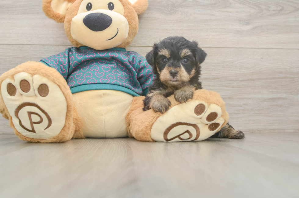 5 week old Yorkie Poo Puppy For Sale - Pilesgrove Pups