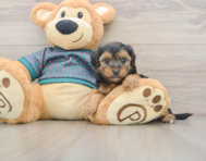 8 week old Yorkie Poo Puppy For Sale - Pilesgrove Pups