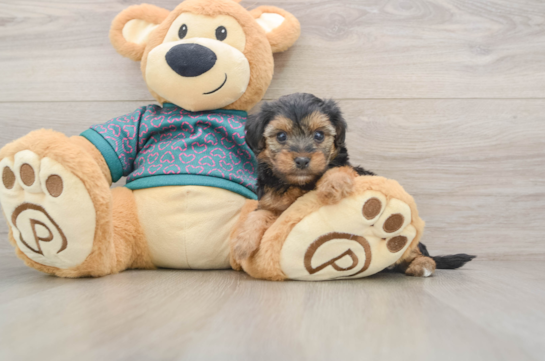 Funny Yorkie Poo Poodle Mix Pup