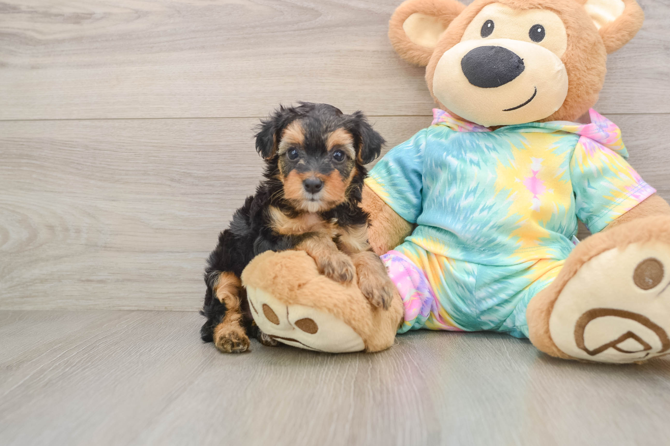 Best Yorkie Poo Baby