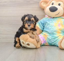 6 week old Yorkie Poo Puppy For Sale - Pilesgrove Pups