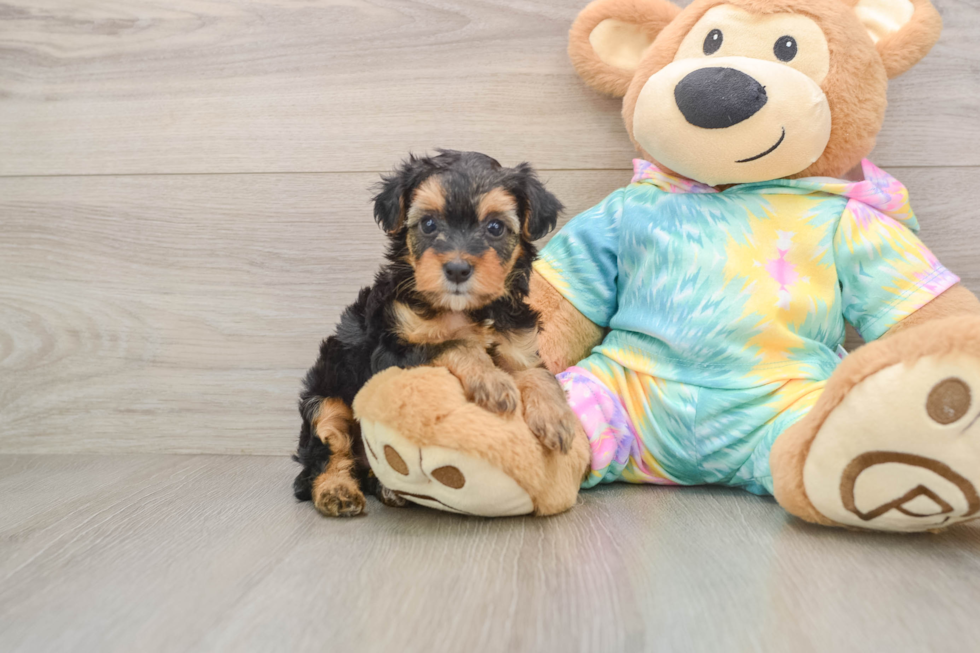 Best Yorkie Poo Baby
