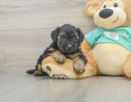 8 week old Yorkie Poo Puppy For Sale - Pilesgrove Pups