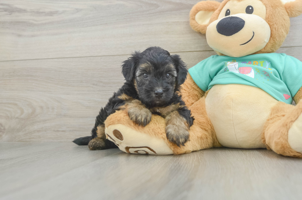 5 week old Yorkie Poo Puppy For Sale - Pilesgrove Pups