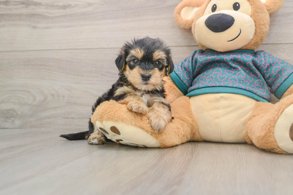 Sweet Yorkie Poo Baby