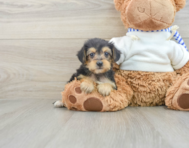 8 week old Yorkie Poo Puppy For Sale - Pilesgrove Pups