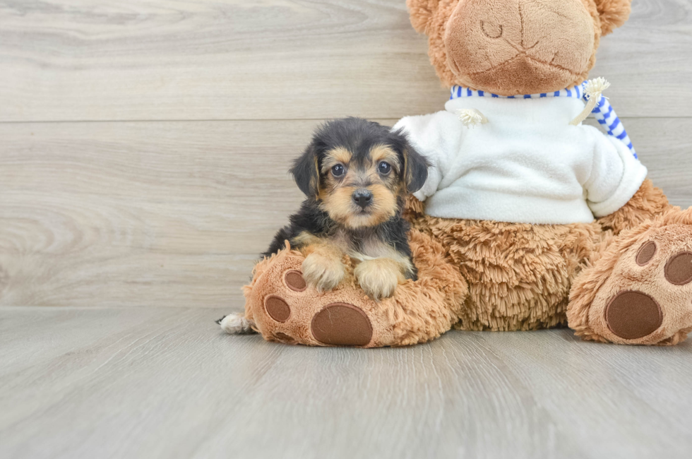 6 week old Yorkie Poo Puppy For Sale - Pilesgrove Pups