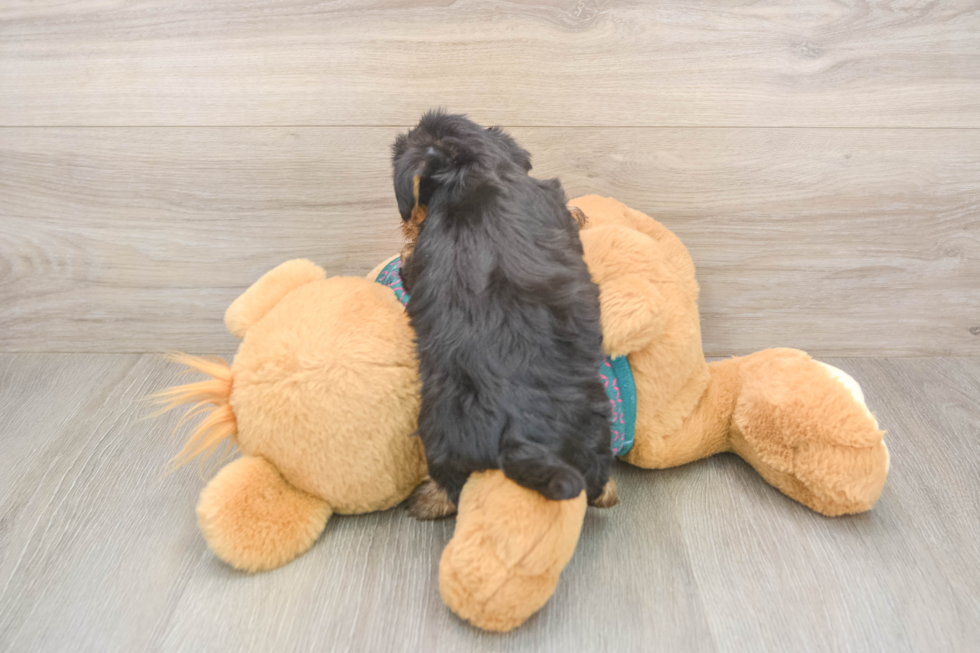 Best Yorkie Poo Baby