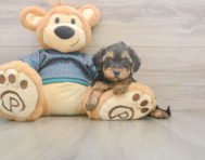 8 week old Yorkie Poo Puppy For Sale - Pilesgrove Pups