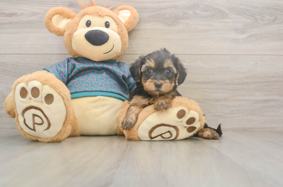 6 week old Yorkie Poo Puppy For Sale - Pilesgrove Pups