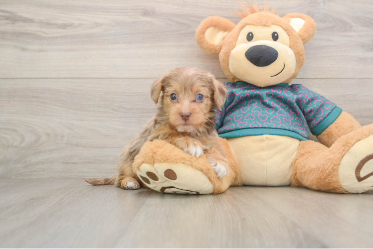 Popular Yorkie Poo Poodle Mix Pup