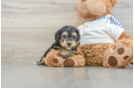 Petite Yorkie Poo Poodle Mix Pup