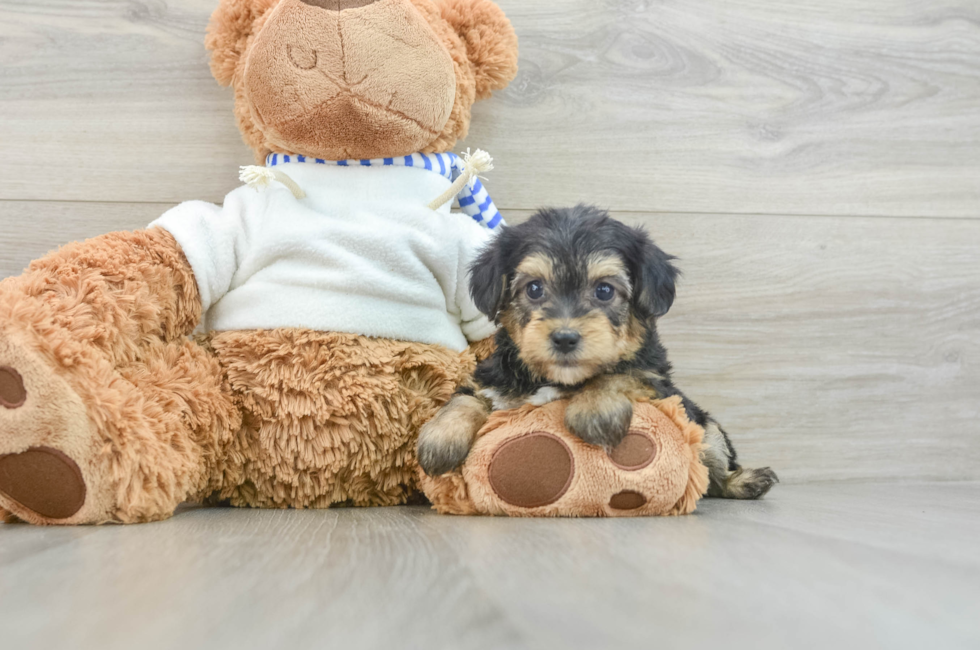 6 week old Yorkie Poo Puppy For Sale - Pilesgrove Pups