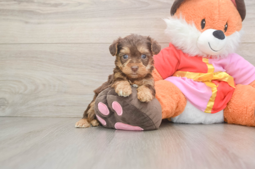5 week old Yorkie Poo Puppy For Sale - Pilesgrove Pups