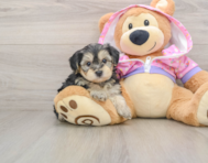 7 week old Yorkie Poo Puppy For Sale - Pilesgrove Pups