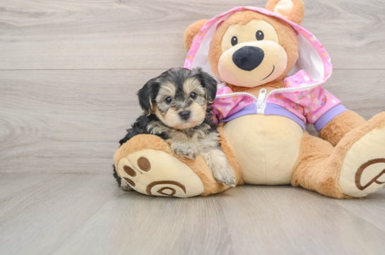Yorkie Poo Pup Being Cute