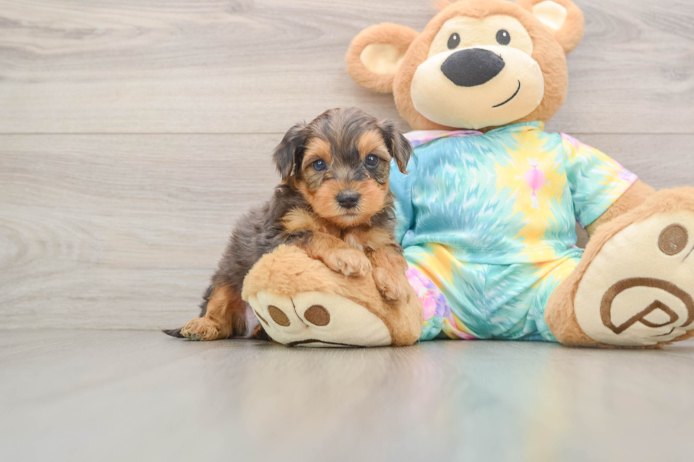 Hypoallergenic Yorkie Doodle Poodle Mix Puppy