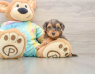 7 week old Yorkie Poo Puppy For Sale - Pilesgrove Pups